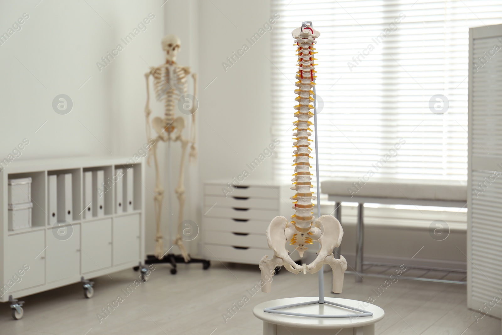 Photo of Human spine model on table in orthopedist's office