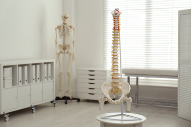 Photo of Human spine model on table in orthopedist's office