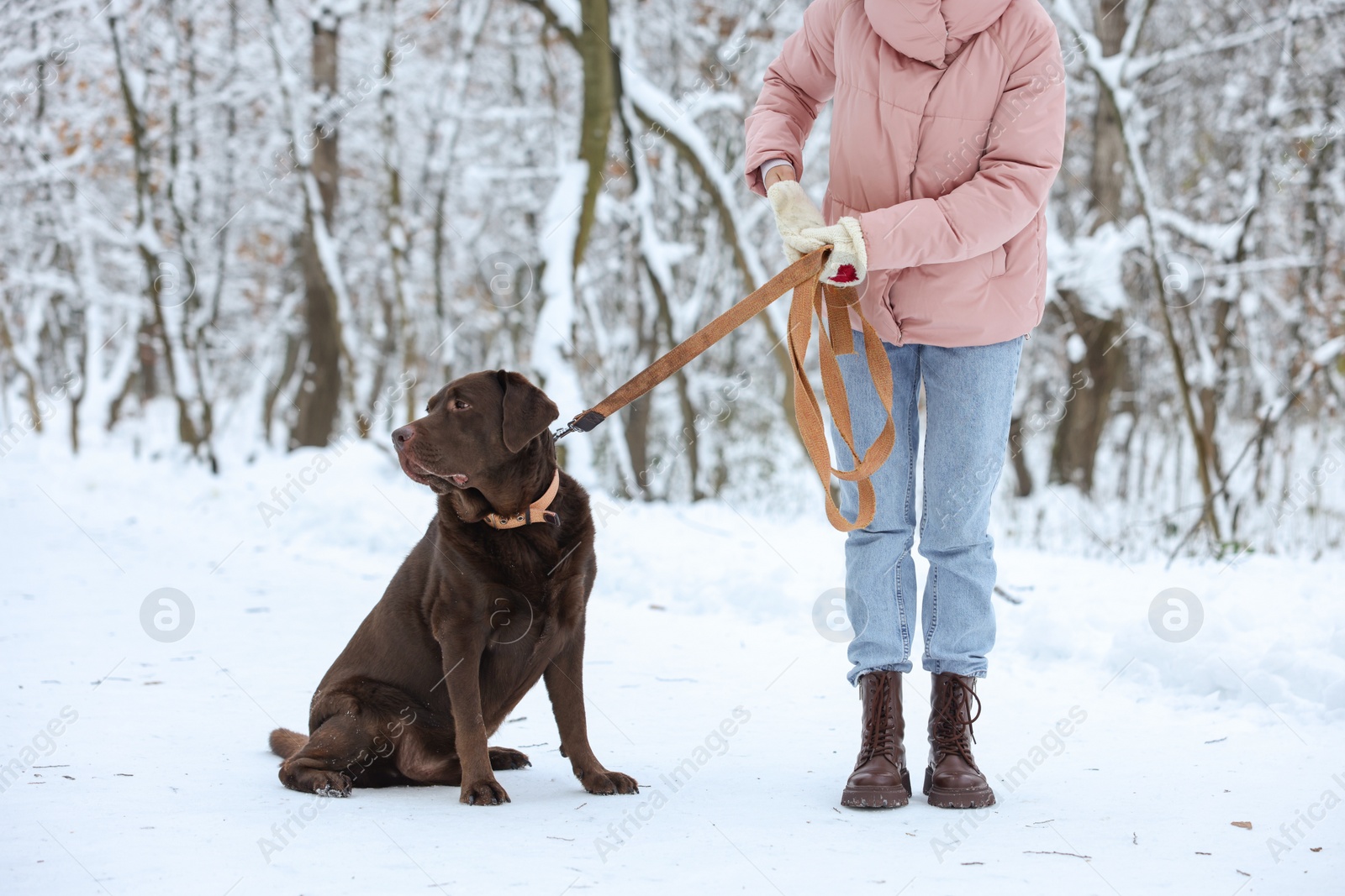 Photo of Woman walking with adorable Labrador Retriever dog in snowy park, closeup