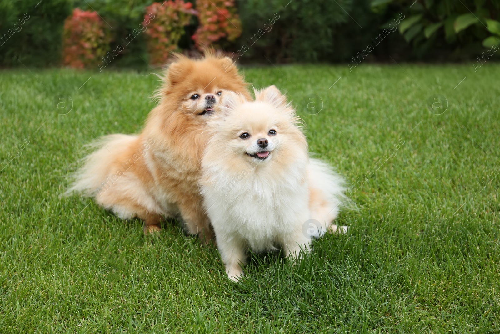 Photo of Cute Pomeranians on green grass outdoors. Dog walking
