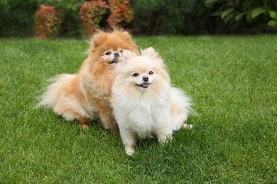 Photo of Cute Pomeranians on green grass outdoors. Dog walking