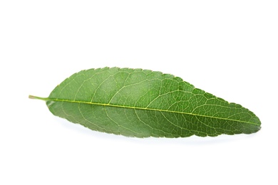 Green peach leaf on white background