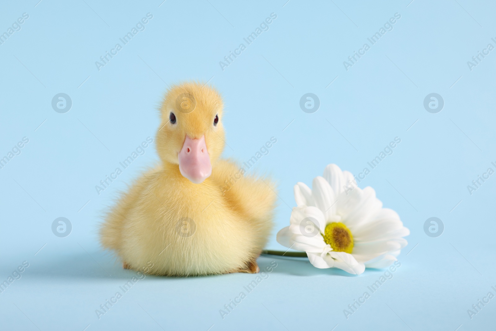 Photo of Baby animal. Cute fluffy duckling near flower on light blue background