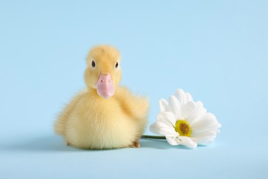 Baby animal. Cute fluffy duckling near flower on light blue background