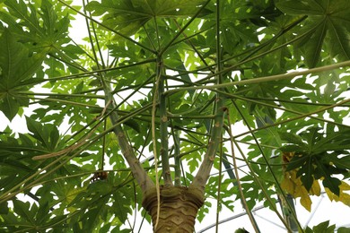 Photo of Beautiful papaya tree growing in greenhouse, low angle view