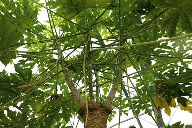 Beautiful papaya tree growing in greenhouse, low angle view