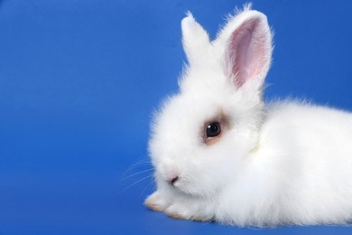 Photo of Fluffy white rabbit on blue background, closeup with space for text. Cute pet