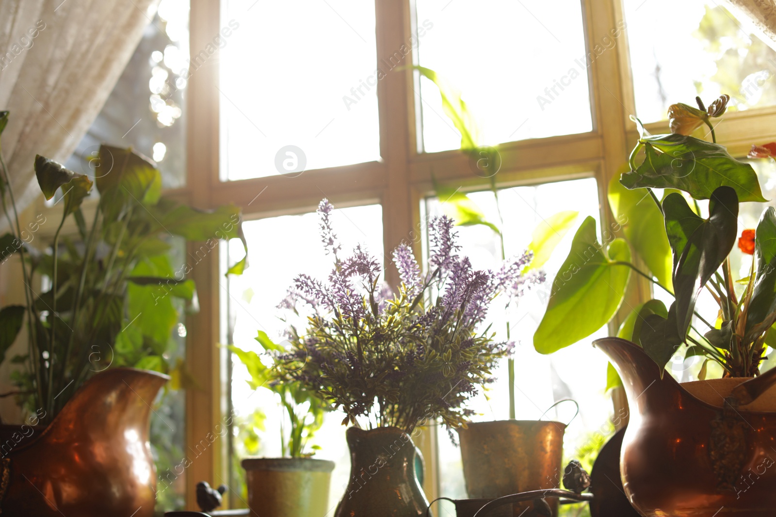 Photo of Beautiful view of sunlit houseplants on window sill