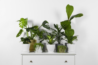 Photo of Many beautiful green potted houseplants on white chest of drawers indoors