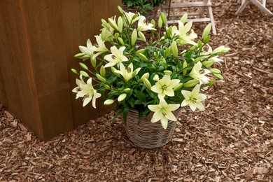 Photo of Beautiful lily flowers in wicker pot outdoors