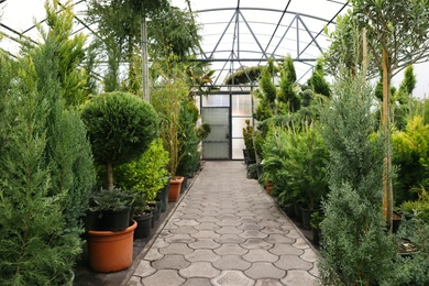 Photo of Potted coniferous plants at Christmas tree market