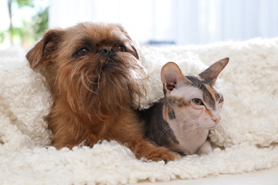 Adorable dog and cat together under blanket on sofa at home. Friends forever