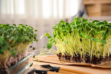 Fresh organic microgreens and gardening tools on wooden table indoors, closeup