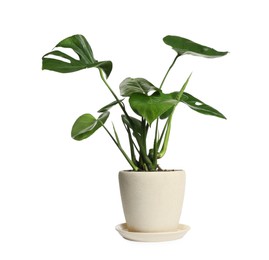 Photo of Beautiful monstera plant in pot on white background. House decor