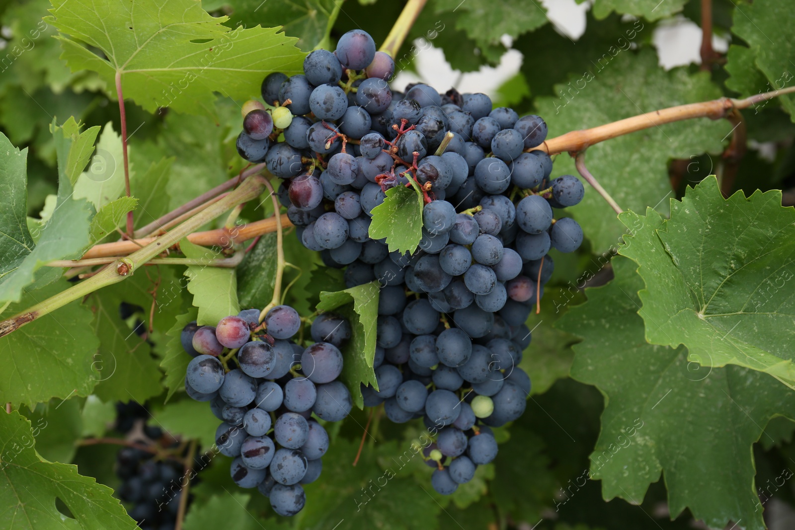 Photo of Ripe juicy grapes on branch growing in vineyard