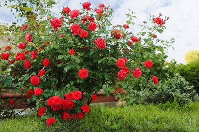 Photo of Beautiful blooming red rose bush in garden