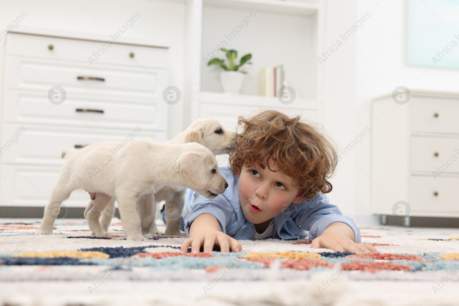 Photo of Little boy with cute puppies on carpet at home