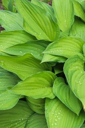 Photo of Beautiful dieffenbachia with wet green leaves as background