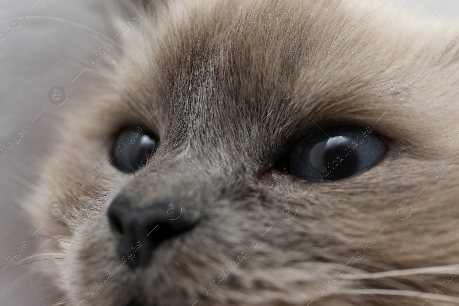 Photo of Birman cat with beautiful blue eyes, closeup