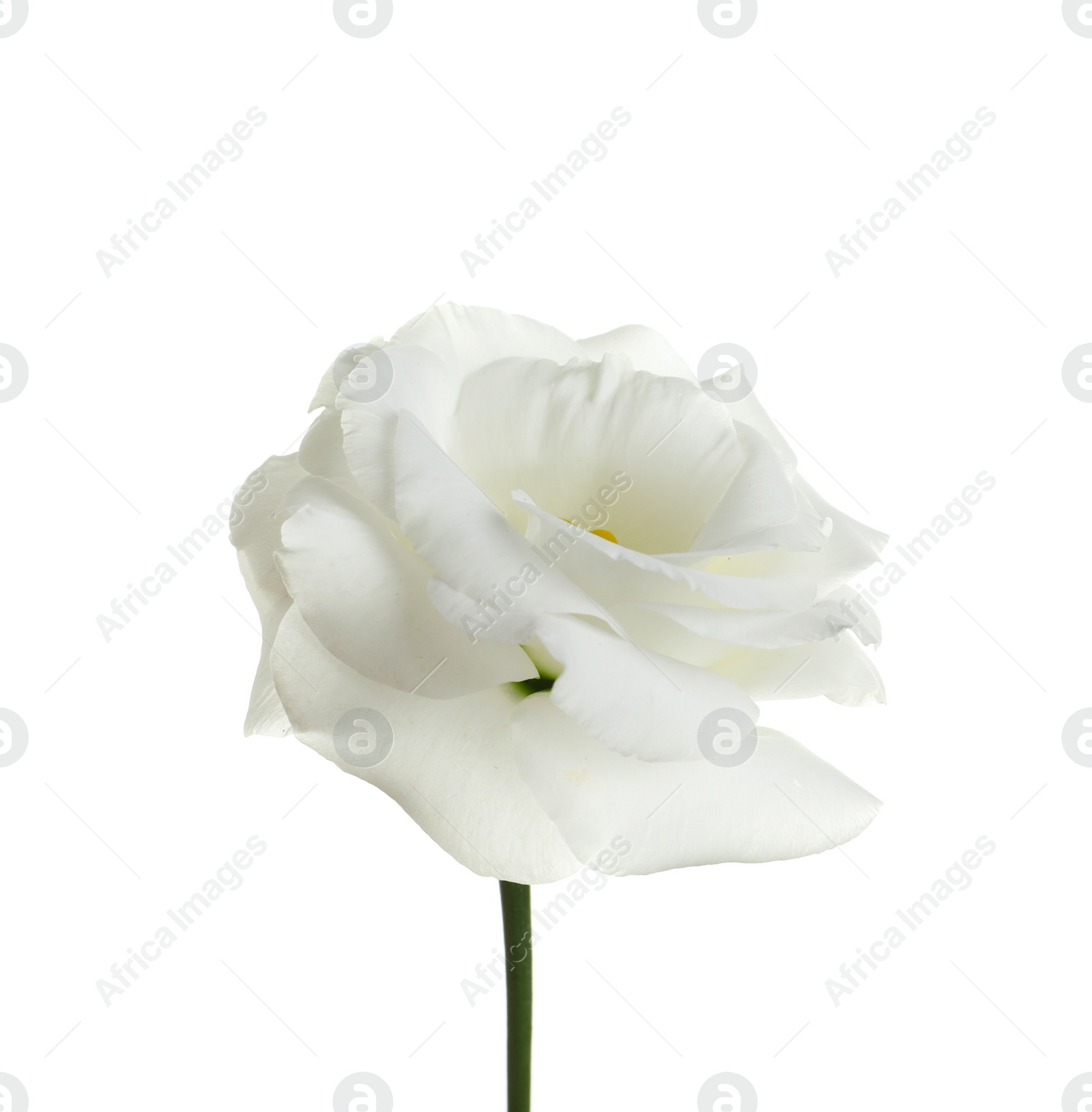 Photo of Beautiful Eustoma flower on white background