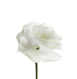 Photo of Beautiful Eustoma flower on white background