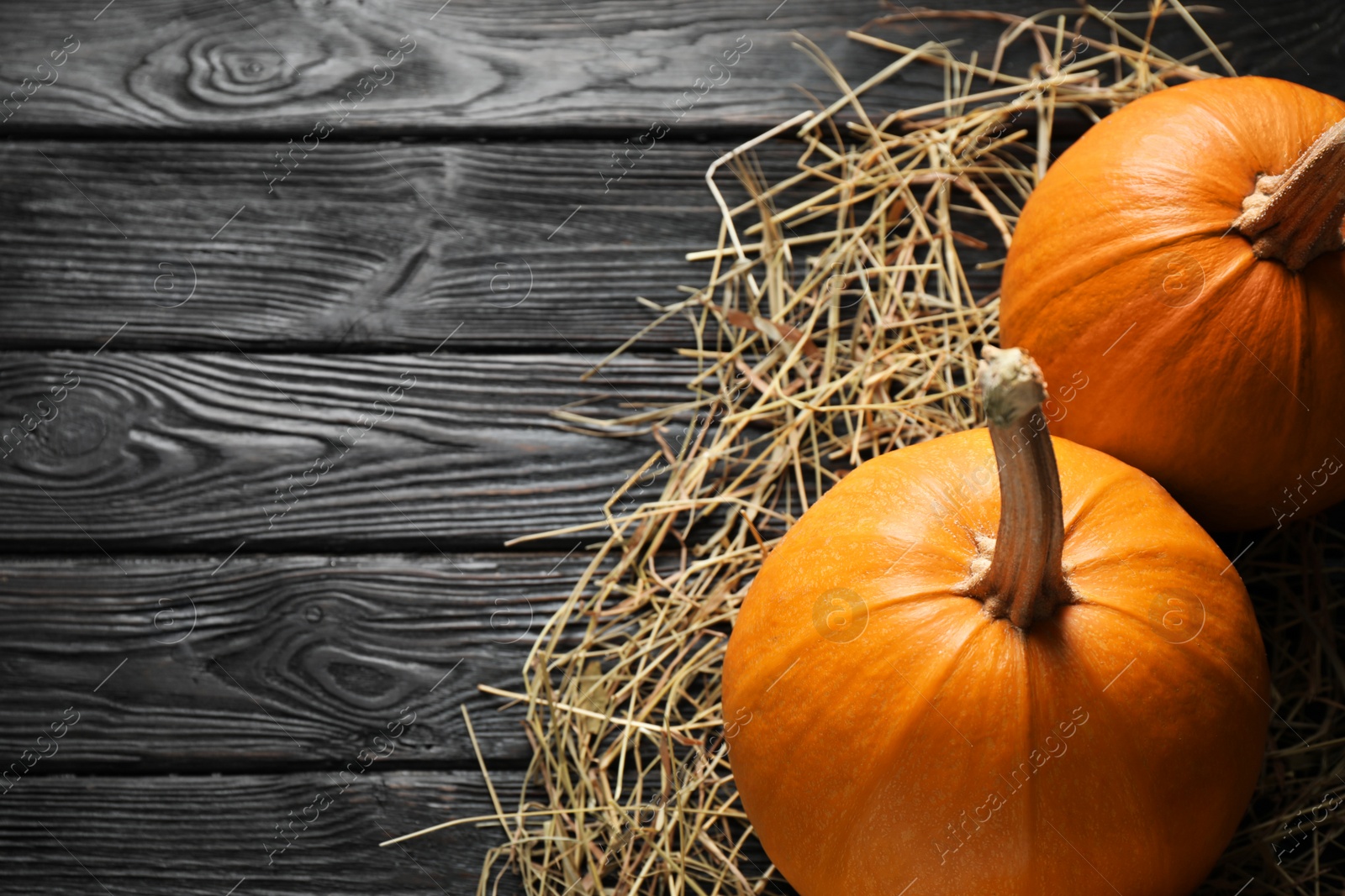 Photo of Ripe pumpkins on black wooden background, space for text. Holiday decoration