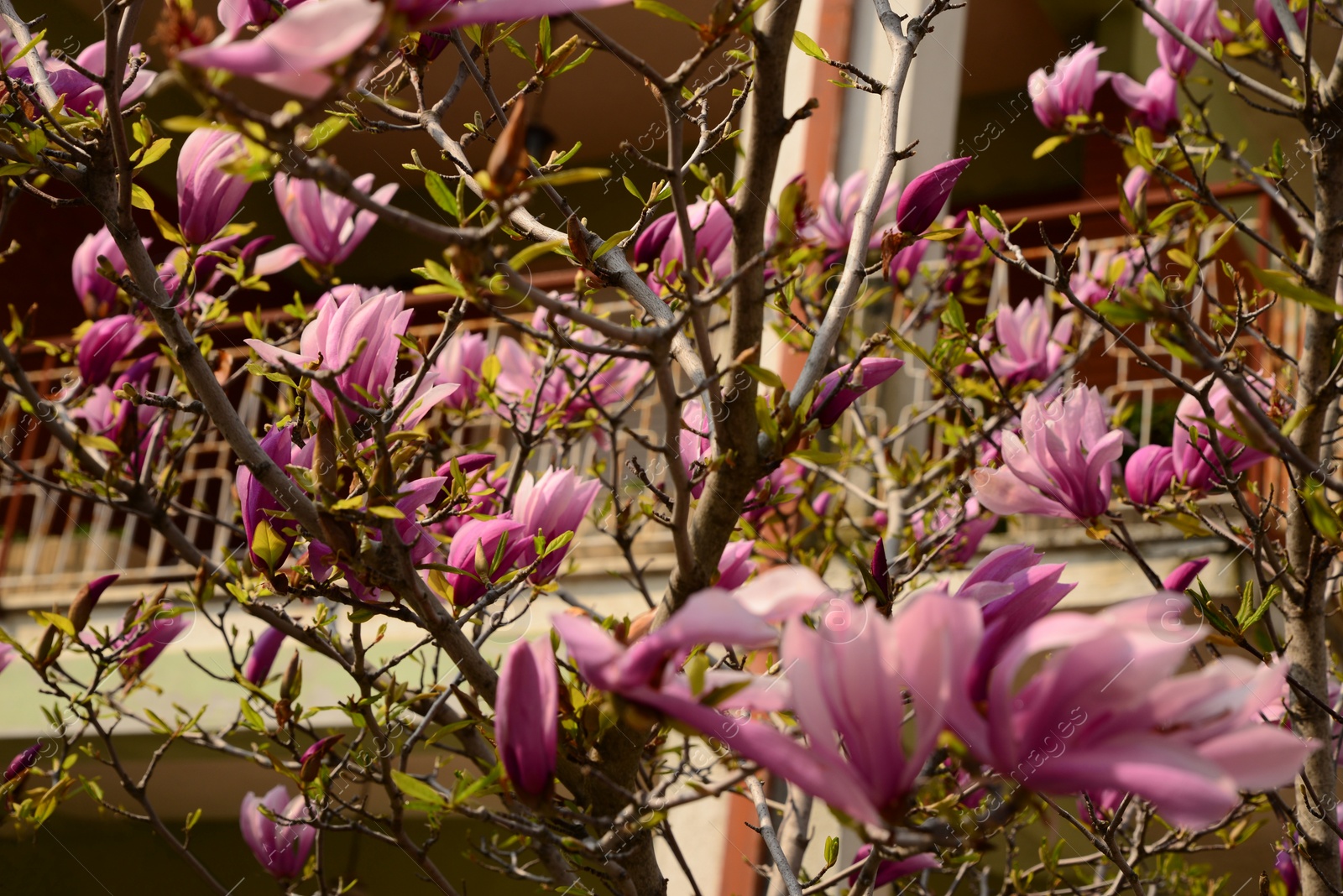 Photo of Closeup view of blooming magnolia tree on spring day