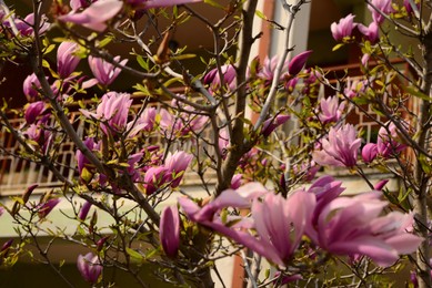 Closeup view of blooming magnolia tree on spring day