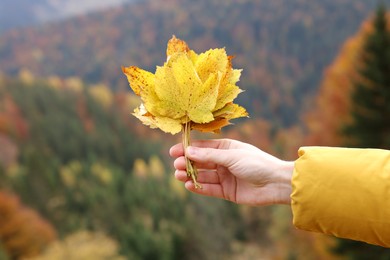 Photo of Woman holding beautiful autumn leaves near forest, closeup