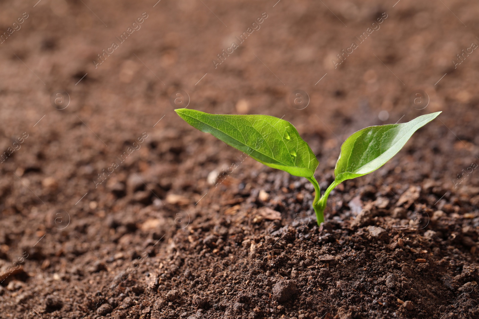 Photo of Young plant in fertile soil, space for text. Gardening time