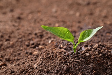 Young plant in fertile soil, space for text. Gardening time