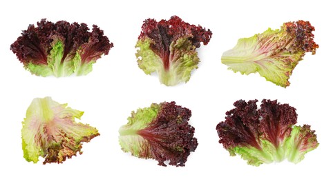 Image of Collage with oakleaf lettuce isolated on white