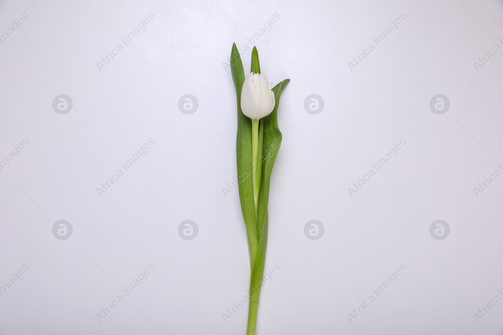 Photo of One tulip flower on white background, top view