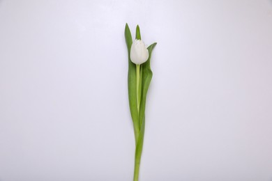 One tulip flower on white background, top view