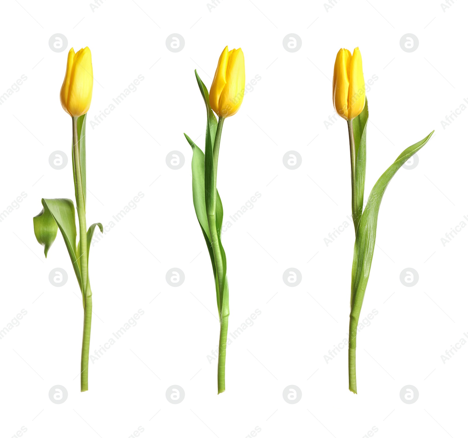 Image of Set of beautiful spring tulips on white background