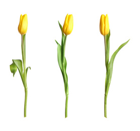 Image of Set of beautiful spring tulips on white background