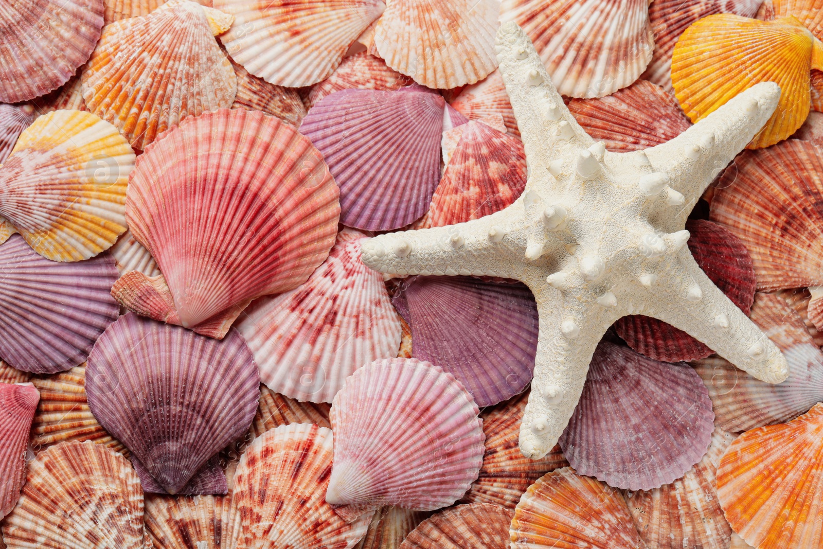 Photo of Beautiful sea shells and starfish as background, top view