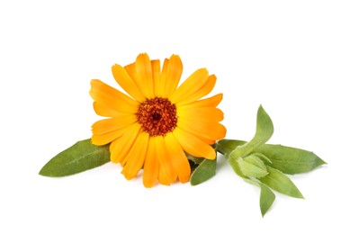 Photo of Beautiful blooming calendula flower with green leaves on white background