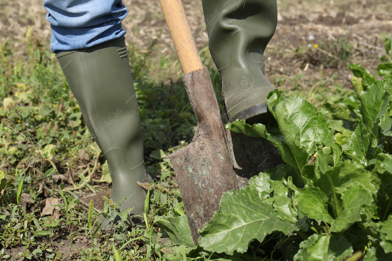 Photo of Man digging soil with shovel in beet field, closeup