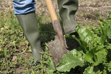 Photo of Man digging soil with shovel in beet field, closeup