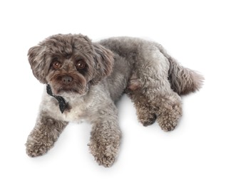 Cute Maltipoo dog with bow tie on white background. Lovely pet