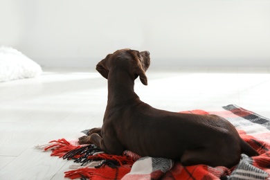 Photo of Adorable dog lying on plaid at home