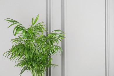 Photo of Green chamaedorea palm near white wall, space for text. Beautiful houseplant