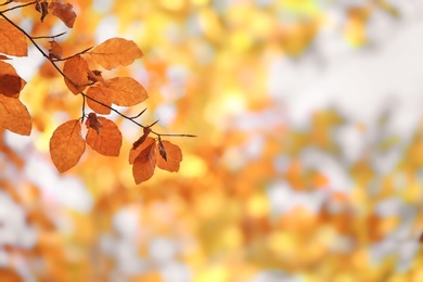 Photo of Tree twig with autumn leaves on blurred background. Space for text