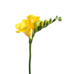 Photo of Beautiful yellow freesia flower isolated on white