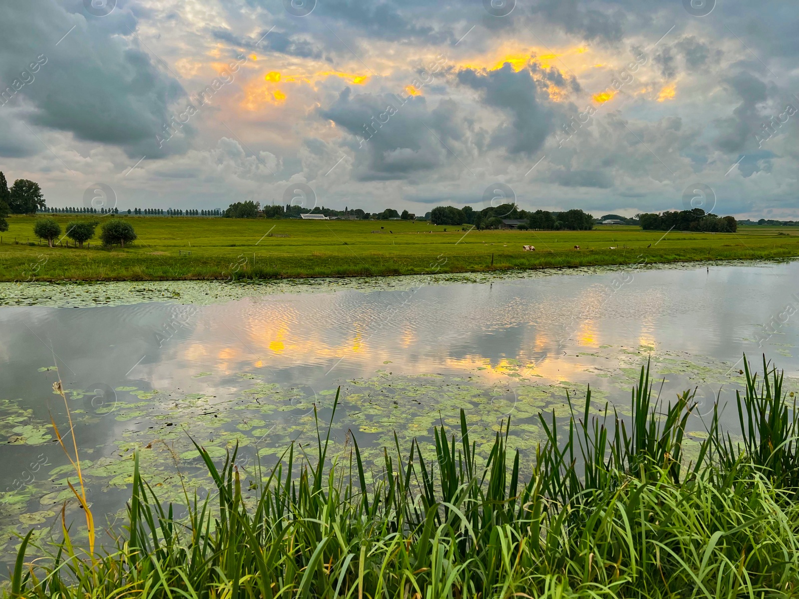 Photo of Picturesque view of river reeds and cloudy sky