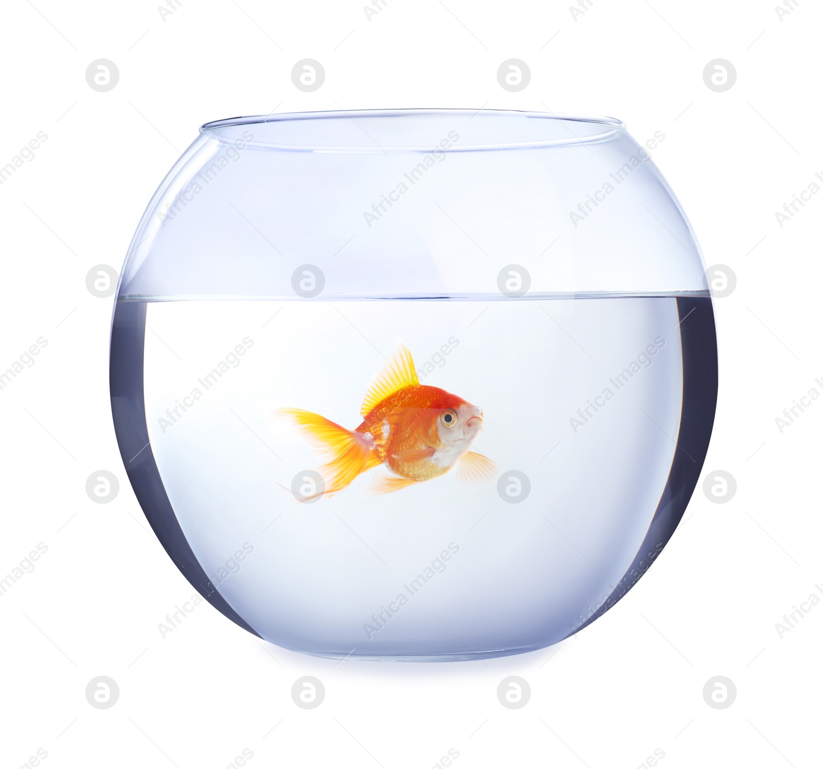 Photo of Beautiful bright small goldfish in round glass aquarium isolated on white