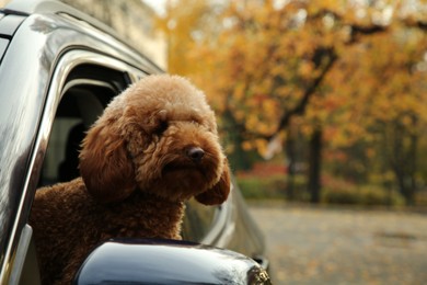Photo of Cute dog inside black car, view from outside. Space for text