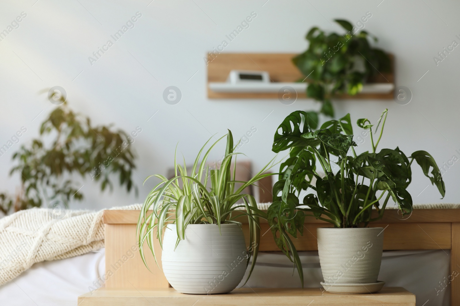 Photo of Cozy bedroom interior with different potted houseplants