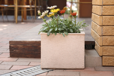 Photo of Beautiful flowers in plant pot on city street